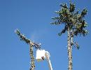 Tree Removal | Colorado | John Egart's Tree Service
